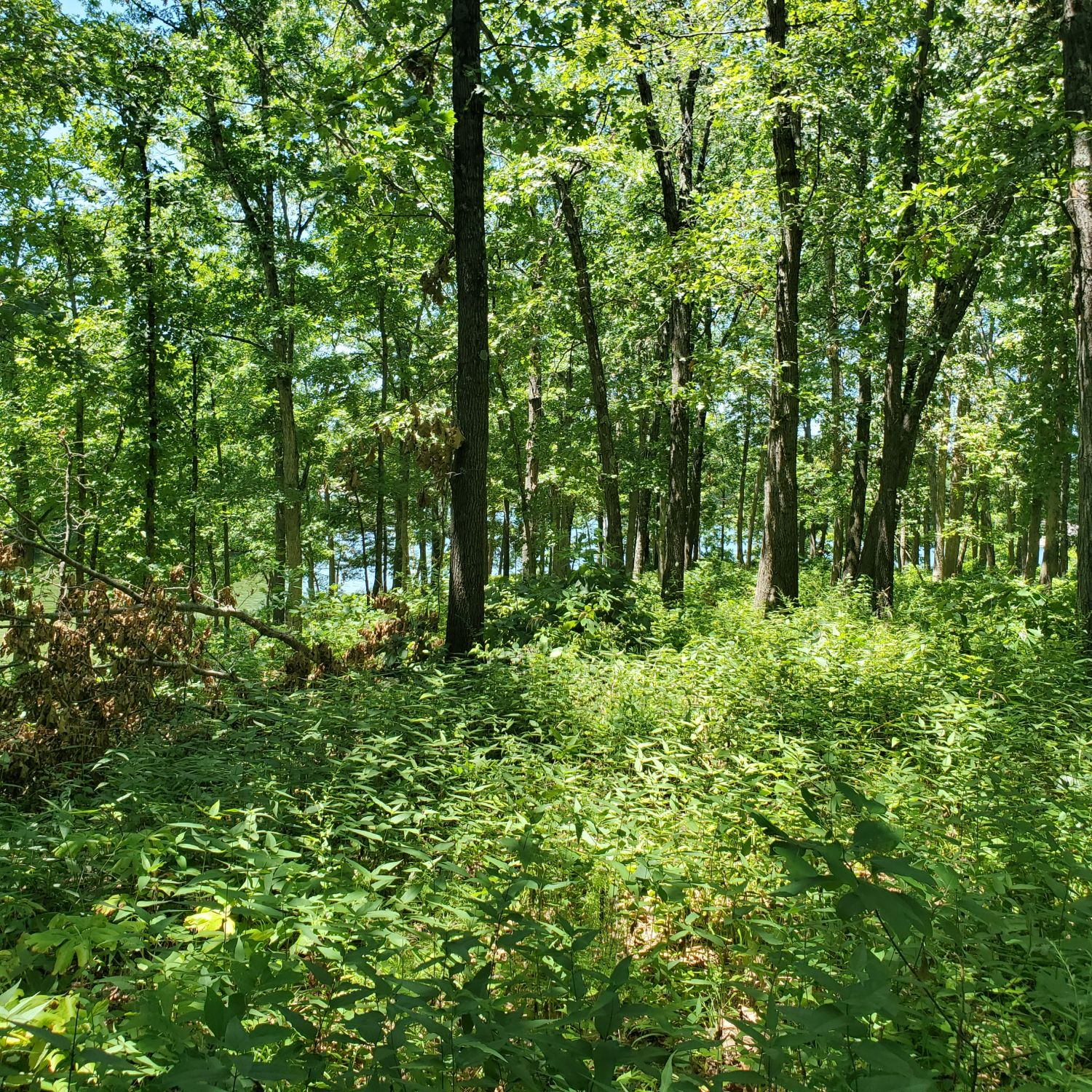 Henry Ellers Shoal Creek Preserve 